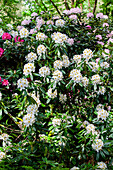 Rhododendron 'Naomi Stella Maris'