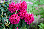 Rhododendron 'William Austin'