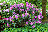 Rhododendron 'Violette Funken'