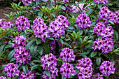 Rhododendron 'Peacock Eye'®