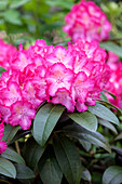 Rhododendron 'Sternzauber' (Star Magic)