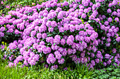 Rhododendron 'Roslyn'