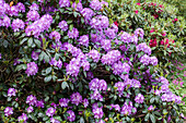 Rhododendron hybrid (large flowered)
