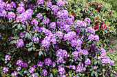 Rhododendron hybride (großblumig)