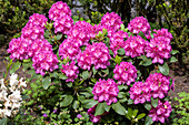 Rhododendron 'Claudine'