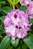 Rhododendron 'Marina Domschke
