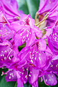 Rhododendron 'Violet Blue