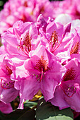 Rhododendron Diadem