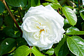 Rosa 'Alabaster'®