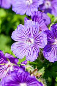 Geranium x magnificum 'Rosemoor