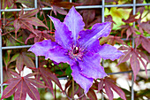 Clematis 'The President'®