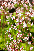 Heuchera