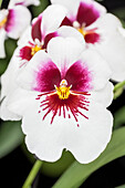 Miltoniopsis Sachmet