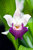 Cochleanthes amazonica