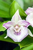 Cochleanthes amazonica