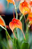 Masdevallia BellaVallia® 'Yellow' ®