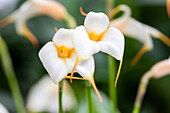 Masdevallia BellaVallia® 'Sheila', weiß