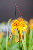 Masdevallia BellaVallia® 'Gold Frackle'