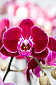 Phalaenopsis 'Sally 2'