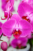 Phalaenopsis Coraline 2