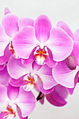 Phalaenopsis Betty 1