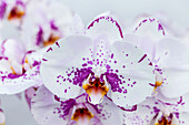 Phalaenopsis 'Bee 1