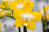 Phalaenopsis Goldie 6