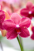 Phalaenopsis 'Tonka 11'