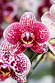 Phalaenopsis Carmen 14