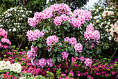 Rhododendron 'Furnivall's Daughter'.