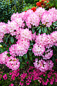 Rhododendron yakushimanum 'Fantastica'