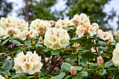 Rhododendron yakushimanum 'Flava'