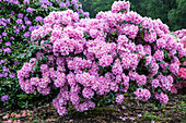 Rhododendron catawbiense