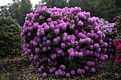 Rhododendron 'Boursault' Catawbiense