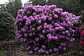 Rhododendron 'Catawbiense Boursault'