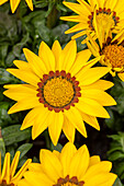 Gazania rigens New Day® Yellow