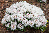 Rhododendron yakushimanum 'Snowcap