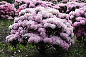 Rhododendron