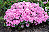 Rhododendron yakushimanum 'Silberwolke'