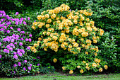 Rhododendron luteum 'Gold splendour