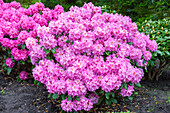 Rhododendron hybrid (large-flowered)