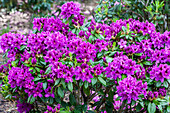 Rhododendron 'Peter Alan'