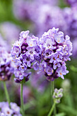 Lavandula angustifolia Ellagance 'Purple'