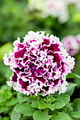 Petunia grandiflora Pirouette 'Purple'