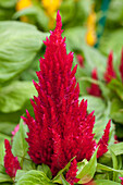 Celosia First Flame Red