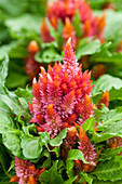 Celosia Kosmo Salmon