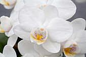 Phalaenopsis Adonia 26