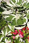 Begonia semperflorens, Hosta x fortunei 'Patriot'