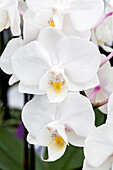 Phalaenopsis Dido 9