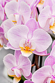 Phalaenopsis 'Vega 5'